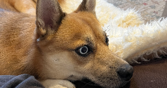 clemence pet sitter à ST MAUR DES FOSSES 94100_9