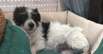 andrea pet sitter à MARSEILLE 05 13005_3