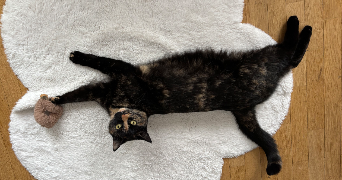 laure pet sitter à BOULOGNE BILLANCOURT 92100_3