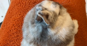 joliana pet sitter à NANTEUIL LE HAUDOUIN 60440_3