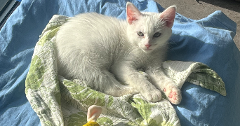 leslie pet sitter à LILLE 59000_4