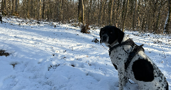 estelle pet sitter à CHAMBLY 60230_1