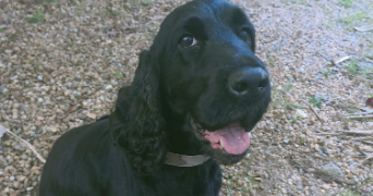 claudine pet sitter à TOULON 83000_7