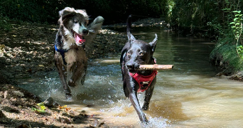 lisa pet sitter à ASTAFFORT 47220_4