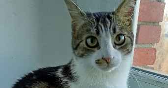 segolene cat sitter à PARIS 13 75013_8