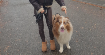 manon pet sitter à SOULAC SUR MER 33780_2