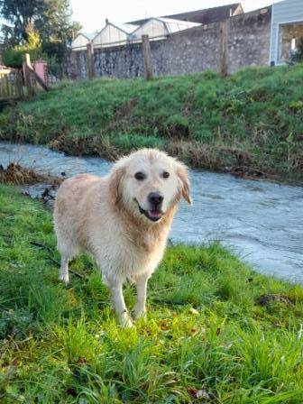 antoine pet sitter à Rinxent 62720