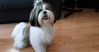 helene pet sitter à COLOMIERS 31770_5