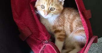 victoria pet sitter à CHAVILLE 92370