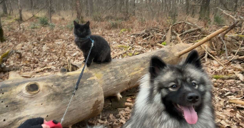 julie pet sitter à LAVAL 53000_9