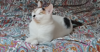 pauline pet sitter à LES HAUTS D ANJOU 49330_2