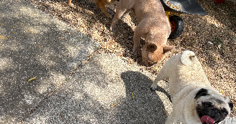 emilie pet sitter à PEROLS 34470_2
