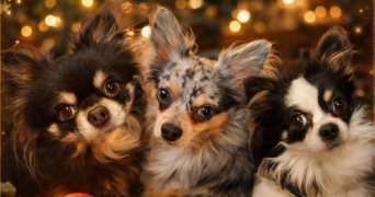 vilia dog sitter à CHEMILLE EN ANJOU 49120_1