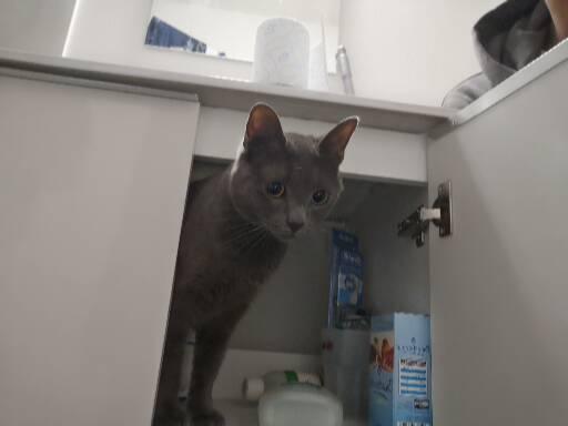 Rémi  pet sitter à Agon-coutainville  50230_1