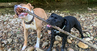 charlène pet sitter à ST RAMBERT D ALBON 26140_4