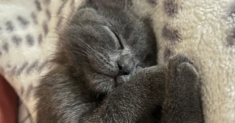 céline pet sitter à GUYANCOURT 78280_1