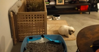 wafaa pet sitter à PARIS 16 75016_8