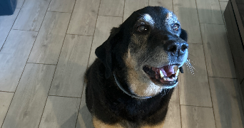 léa pet sitter à CHAVANNE 70400_2