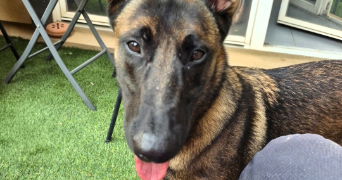olivia pet sitter à MONTPELLIER 34000_3