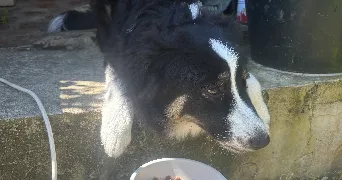 lola pet sitter à CAEN 14000