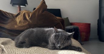 eléa pet sitter à BAILLARGUES 34670_2