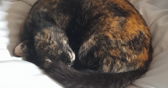 mathilde pet sitter à TOULOUSE 31400_4