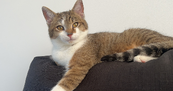 sasha pet sitter à LUMBRES 62380_4