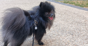 victor pet sitter à COURBEVOIE 92400_7