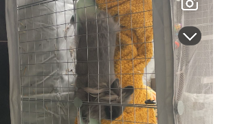 flora pet sitter à ST PIERRE DES FLEURS 27370_0