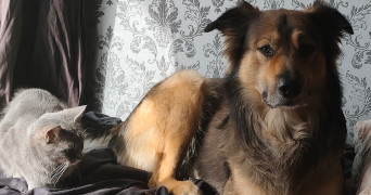 crystalle pet sitter à ST BARTHELEMY D ANJOU 49124_1