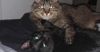 aurelie pet sitter à AIX EN PROVENCE 13100_1