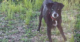 valérie pet sitter à SAIVRES 79400_1