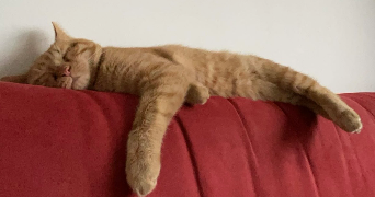victoria pet sitter à ONNAING 59264_1