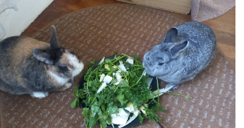 adelaïde pet sitter à Rambouillet 78120_9