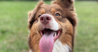 laurelise pet sitter à Maromme 76150_1