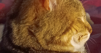 satine pet sitter à Hattstatt 25000_2