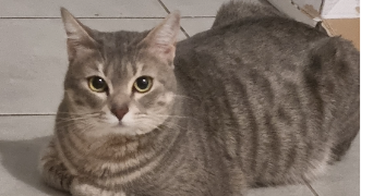 olivia pet sitter à MARSEILLE 08 13008_2