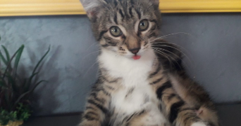 capucine pet sitter à NANTES 44300_3