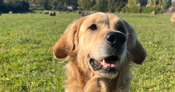 nikolic pet sitter à MONTRABE 31850_8