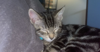 pauline pet sitter à AURILLAC 15000_1