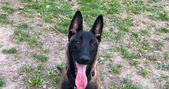 boukhriss pet sitter à TOULON 83000_0