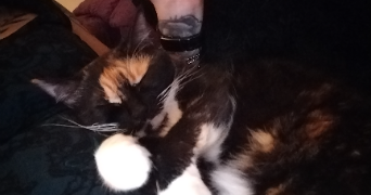 elodie pet sitter à PARIS 13 75013_6