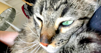 séverine  pet sitter à 59000 Lille 59000_2