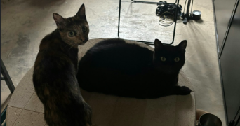 agathe cat sitter à BAYONNE 64100_3