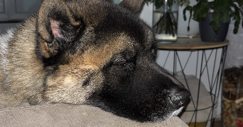 alycia pet sitter à Barentin 76360_6