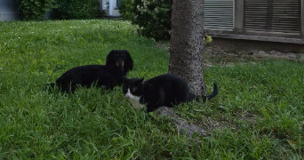 diane pet sitter à TROYES 10000_9