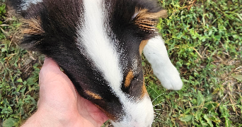 manon pet sitter à Saint-Julien-Les-Rosiers 30340_6