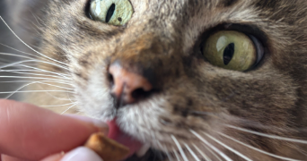 emma cat sitter à PARIS 17 75017_1