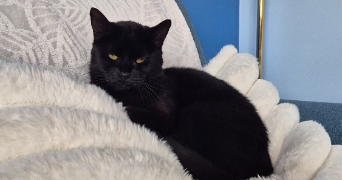 chloé pet sitter à MONTESSON 78360_2