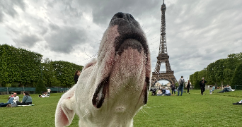 carla elisabeth dog sitter à PARIS 07 75007_2
